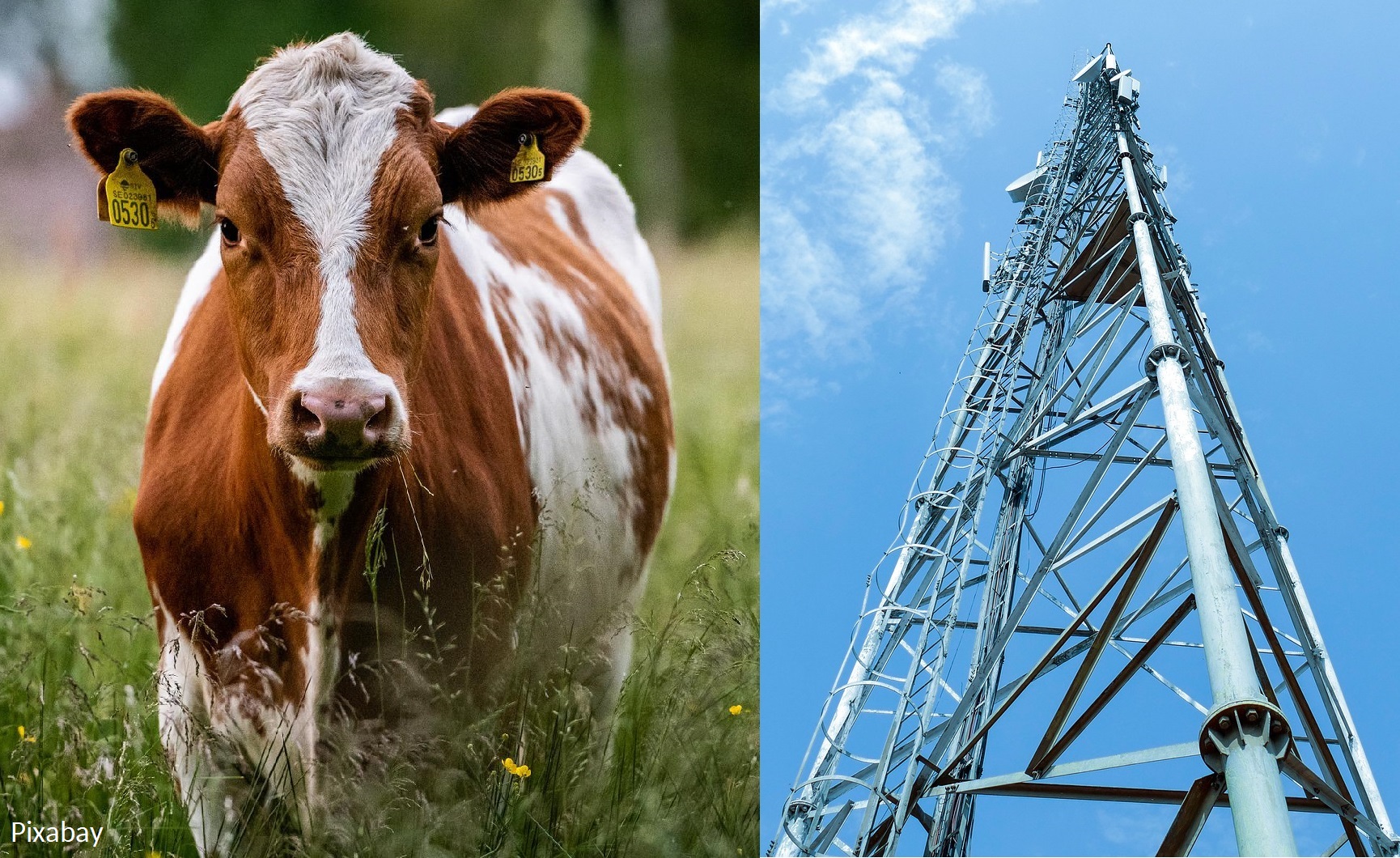 Ranskalainen tuomioistuin: matkapuhelinmasto on suljettava – 40 lehmää on kuollut